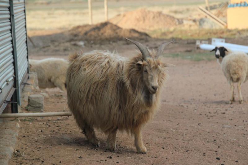 En av alla kashmirgetter vi såg på bondgården i Inre Mongoliet