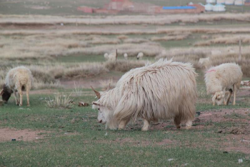 Kashmirget fridfullt betande i inre mongoliet