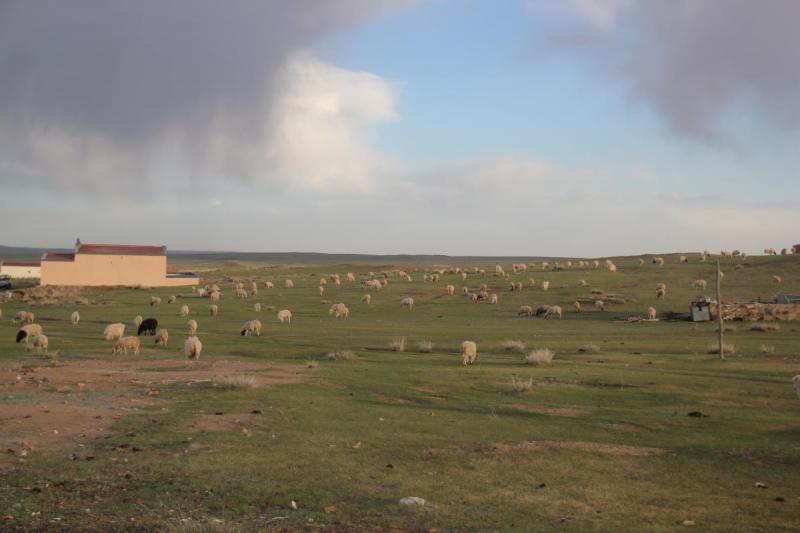 Kashmirgetter & får på Grassland i inre mongoliet